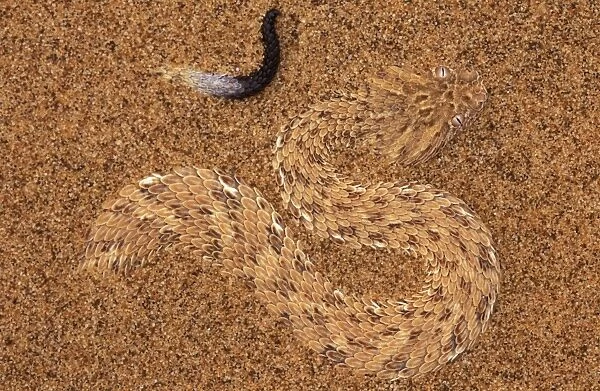 PERINGUEYOA DESERT ADDER - hidden in sand, showing lure