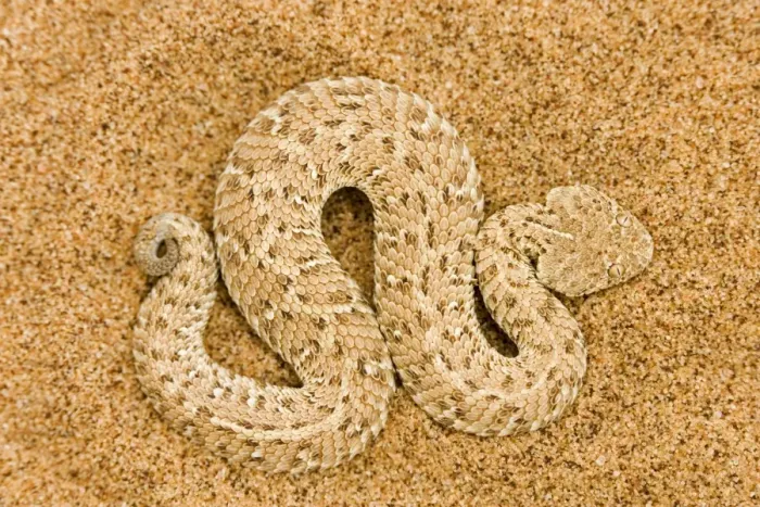 Framed Print : Peringuey's Adder Full body portrait of a baby adder on dune sand Namib Dunes, Namibia, Africa Framed Print : Peringuey's Adder Full body portrait of a baby adder on dune sand Namib Dunes, Namibia, Africa