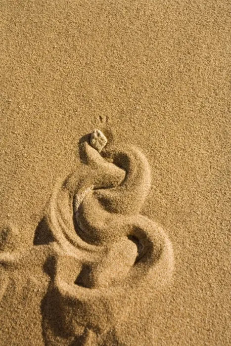 Framed Print : Peringuey's Adder Burying itself in the sand leaving a distincts pattern Namib Dunes, Namibia, Africa Framed Print : Peringuey's Adder Burying itself in the sand leaving a distincts pattern Namib Dunes, Namibia, Africa