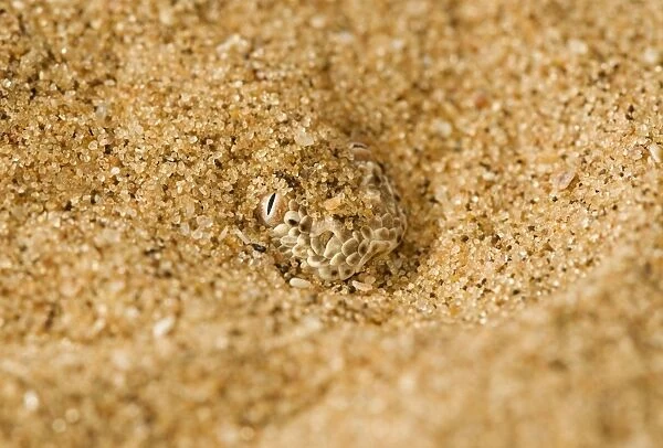 Peringuey's Adder - Close up of the head and eyes exposed from the dune sand - Dunes - Namib Desert - Namibia - Africa