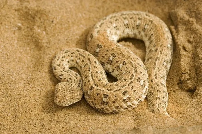 Framed Print : Peringuey's Adder - Coiled protectively on dune sand - Dunes - Namib Desert - Namibia - Africa Framed Print : Peringuey's Adder - Coiled protectively on dune sand - Dunes - Namib Desert - Namibia - Africa
