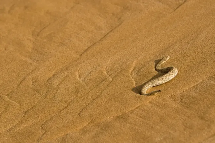Framed Print : Peringuey's Adder - Making its way up the cascading sands of a dune slip face - Namib Desert - Namibia - Africa Framed Print : Peringuey's Adder - Making its way up the cascading sands of a dune slip face - Namib Desert - Namibia - Africa