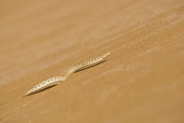Peringuey's Adder - Making its way up a slip face of a dune - Namib Desert - Namibia - Africa