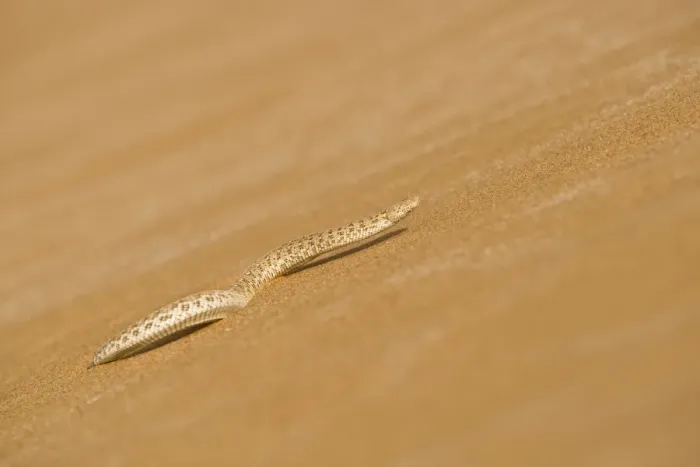 Framed Print : Peringuey's Adder - Making its way up a slip face of a dune - Namib Desert - Namibia - Africa Framed Print : Peringuey's Adder - Making its way up a slip face of a dune - Namib Desert - Namibia - Africa