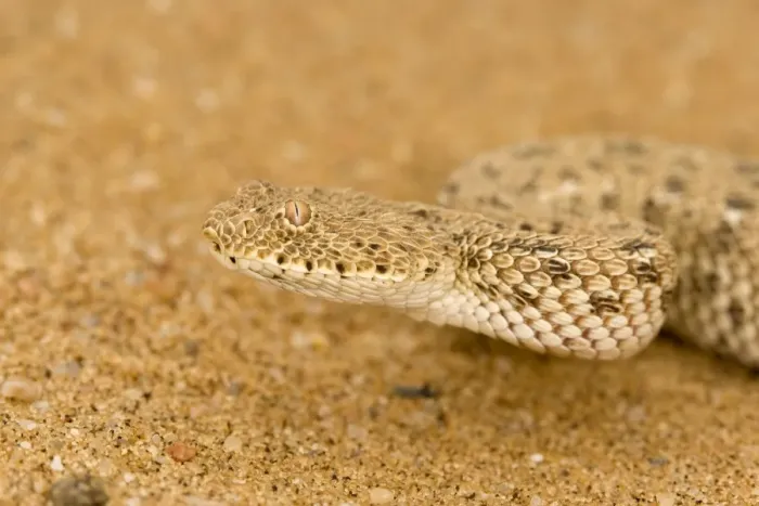 Framed Print : Peringueys Adder - Namib Desert - Namibia - Africa