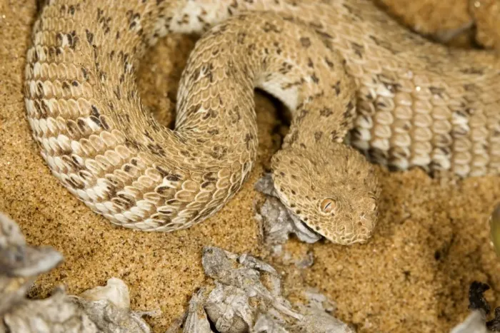 Framed Print : Peringueys Adder - Namib Desert - Namibia - Africa Framed Print : Peringueys Adder - Namib Desert - Namibia - Africa