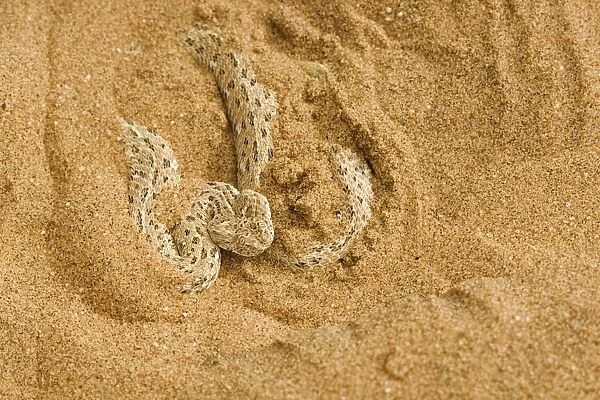 Peringuey's Adder - Partially covered with dune sand - Dunes - Namib Desert - Namibia - Africa