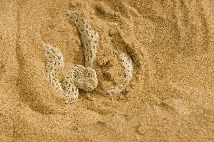 Framed Print : Peringuey's Adder - Partially covered with dune sand - Dunes - Namib Desert - Namibia - Africa Framed Print : Peringuey's Adder - Partially covered with dune sand - Dunes - Namib Desert - Namibia - Africa