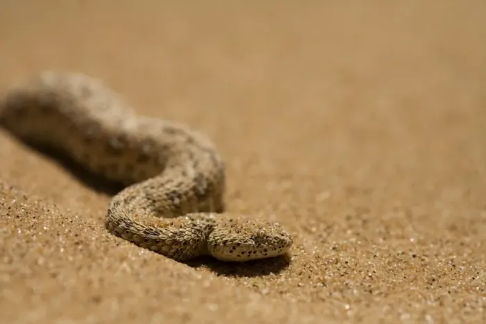 Framed Print : Peringuey's Adder Portrait in Dune Sand Namib Desert, Namibia, Africa Framed Print : Peringuey's Adder Portrait in Dune Sand Namib Desert, Namibia, Africa