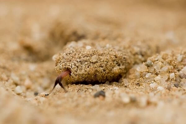 Peringuey's Adder Sand covered head with tongue exposed Namib Dunes, Namib Desert, Namibia, Africa