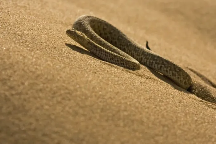 Framed Print : Peringuey's Adder Sidewinding up a dune in the Namib Desert Namib Desert, Namibia, Africa