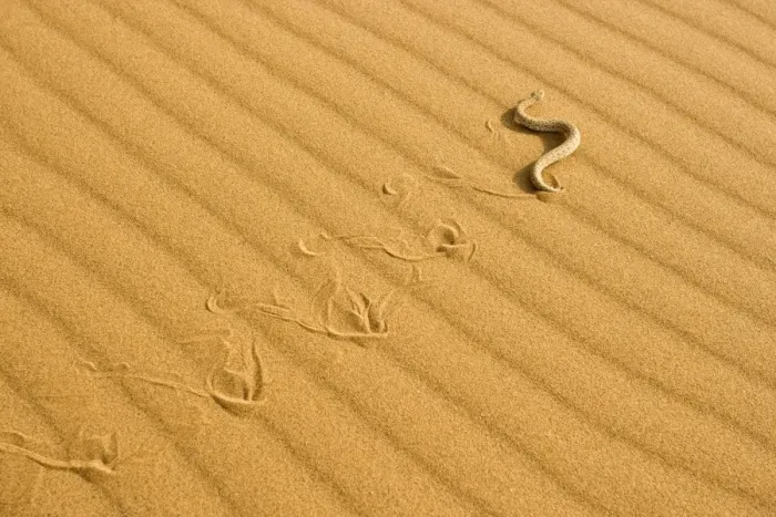 Framed Print : Peringuey's Adder - Sidewinding across dune sand - leaving a distinct track - Namib Desert - Namibia - Africa