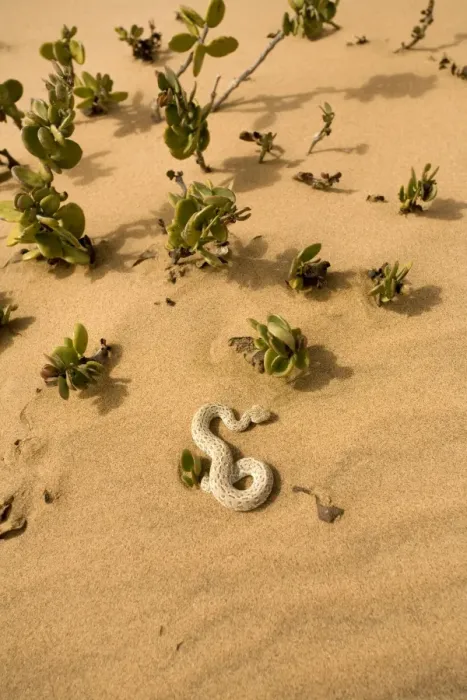 Framed Print : Peringuey's Adder - Sunning its self on dune sand near a dollar bush - Dunes - Namib Desert - Namibia - Africa