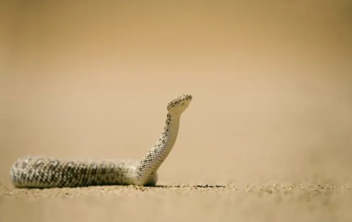 Framed Print : Peringuey's Adder In unusual pose with head raised. Namib Desert, Namibia, Africa Framed Print : Peringuey's Adder In unusual pose with head raised. Namib Desert, Namibia, Africa