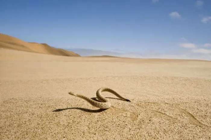 Framed Print : Peringuey's Adder - Wide angle view - sidewinding accros the desert sand - with the dunes in the background - Namib Desert - Namibia - Africa Framed Print : Peringuey's Adder - Wide angle view - sidewinding accros the desert sand - with the dunes in the background - Namib Desert - Namibia - Africa