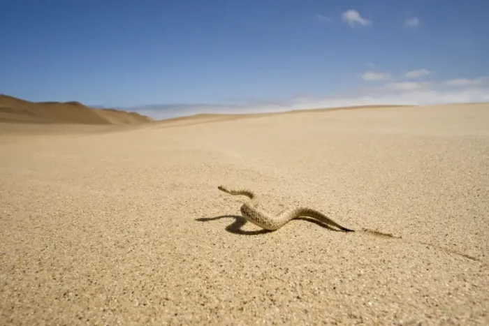 Framed Print : Peringuey's Adder - Wide angle view - sidewinding accros the desert sand - with the dunes in the background - Namib Desert - Namibia - Africa Framed Print : Peringuey's Adder - Wide angle view - sidewinding accros the desert sand - with the dunes in the background - Namib Desert - Namibia - Africa