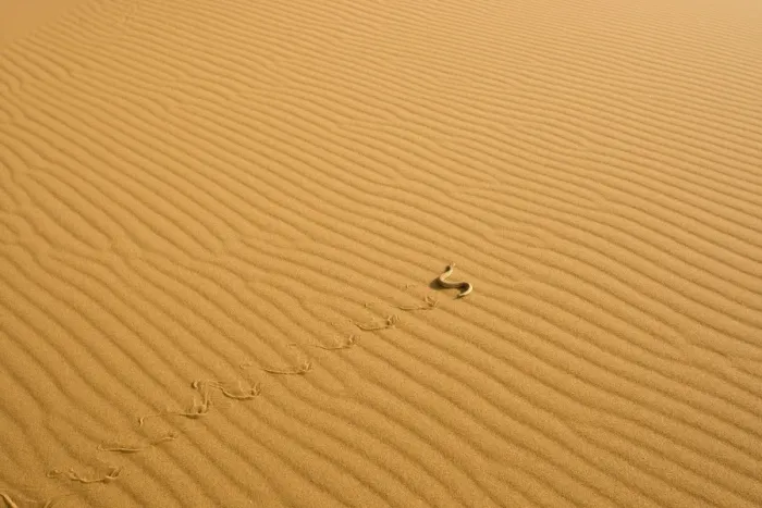 Framed Print : Peringuey's Adder - Side winding across dune sand in the evening - leaving a distinct track - Namib Desert - Namibia - Africa Framed Print : Peringuey's Adder - Side winding across dune sand in the evening - leaving a distinct track - Namib Desert - Namibia - Africa
