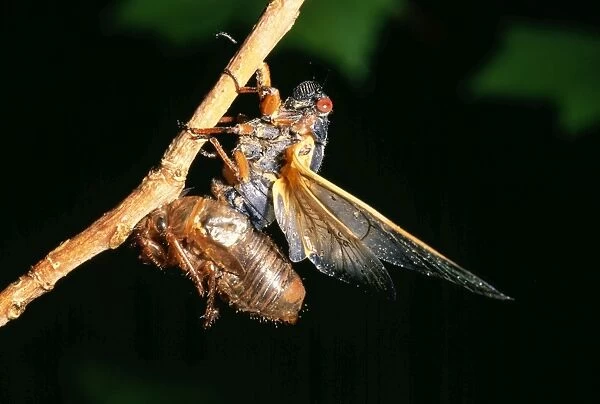 Periodcal Cicada 17 year - adult emerging from nymphal skin, shedding skin (exoskeleton) USA