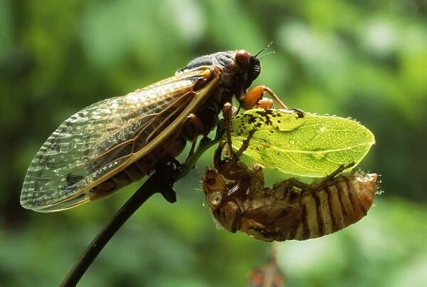 Periodical  /  17 Year Cicada - Hamden CT USA