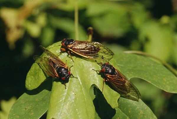 Periodical Cicada 17 year Hamden, Cincinnati, USA