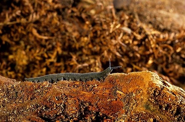 Peripatus  /  Velvet worm - (Phylum: Onychophora) inhabits moist places e. g. inside & under rotting logs, beeneath stones & leaf litter. Considered to be a close relative of arthropods, New Zealand KAT02485