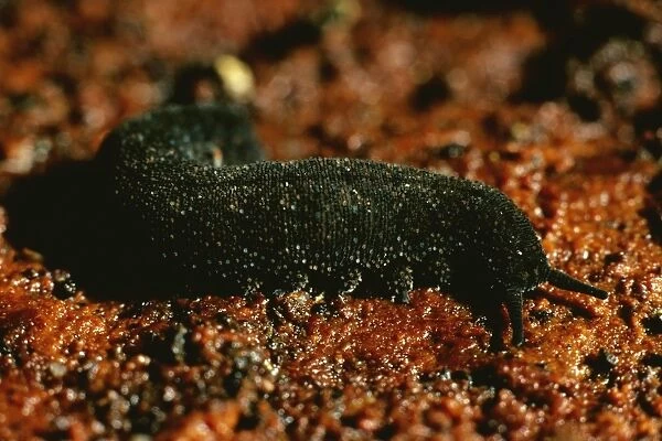 Peripatus  /  Velvet worm - ( Phylum: Onychophora) Australia, inhabits moist places e. g. inside & under rotting logs, beeneath stones & leaf litter. Considered to be a close relative of arthropods KAT02479