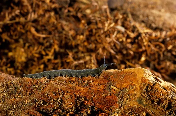 Framed Print : Peripatus / Velvet worm - (Phylum: Onychophora) inhabits moist places e. g. inside & under rotting logs, beeneath stones & leaf litter. Considered to be a close relative of arthropods, New Zealand KAT02485 Framed Print : Peripatus / Velvet worm - (Phylum: Onychophora) inhabits moist places e. g. inside & under rotting logs, beeneath stones & leaf litter. Considered to be a close relative of arthropods, New Zealand KAT02485