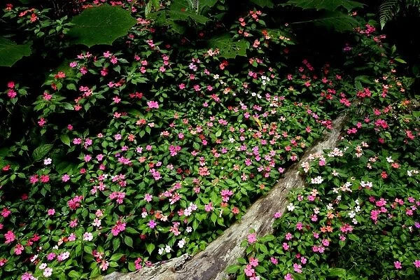 Periwinkle flowers - in San Isidro forest. Andes - Merida - Venezuela