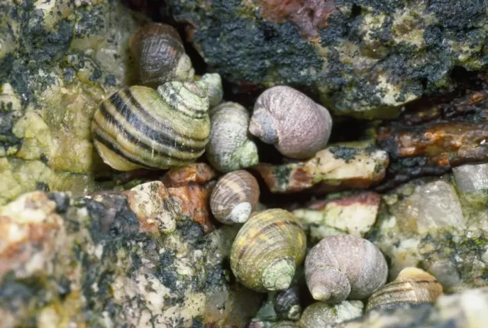 Framed Print : Periwinkles - in seashore rock crevice UK Framed Print : Periwinkles - in seashore rock crevice UK