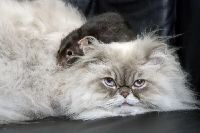 Framed Print : Persian Blue Colourpoint Cat - and Rat Framed Print : Persian Blue Colourpoint Cat - and Rat