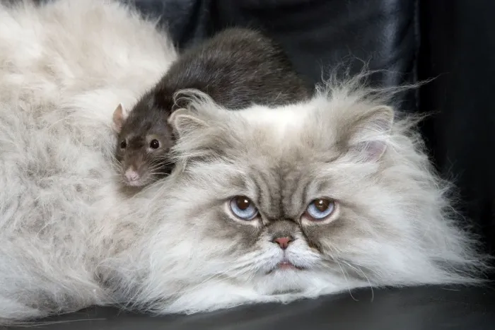 Framed Print : Persian Blue Colourpoint Cat - and Rat Framed Print : Persian Blue Colourpoint Cat - and Rat