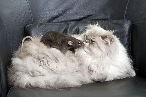 Persian Blue Colourpoint Cat - and Rat