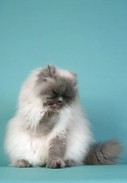 Persian Blue Point Cat