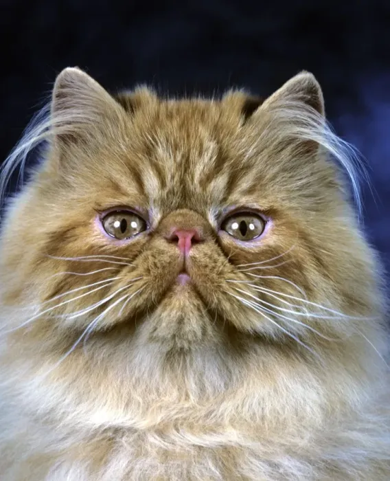 Framed Print : Persian Cat Framed Print : Persian Cat