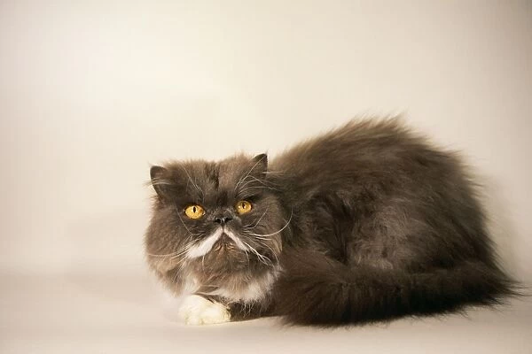 Persian Cat Freshly washed & groomed