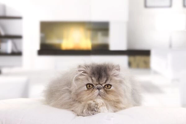 Persian Cat - kitten