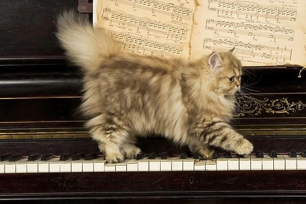 Persian Cat - on piano