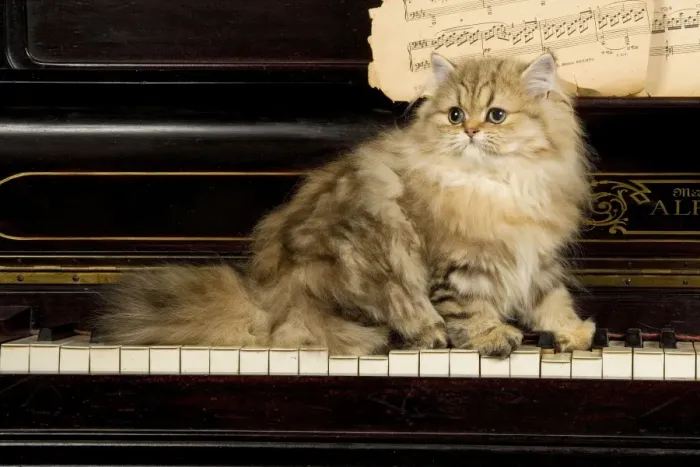 Framed Print : Persian Cat - on piano Framed Print : Persian Cat - on piano