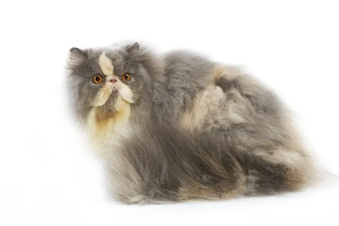 Framed Print : Persian Cat - in studio Framed Print : Persian Cat - in studio