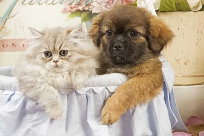 Framed Print : Persian Cat with Tibetan Spaniel puppy