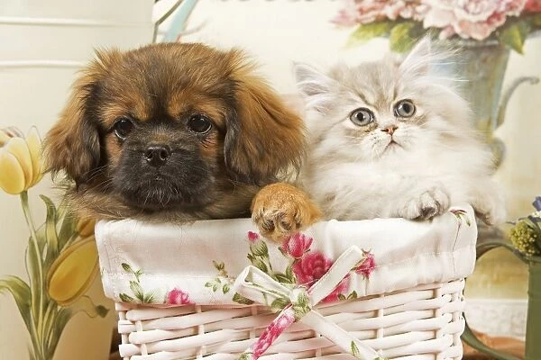 Persian Cat with Tibetan Spaniel puppy in basket