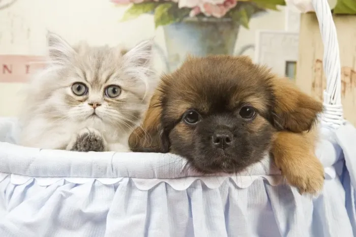 Framed Print : Persian Cat with Tibetan Terrier puppy Framed Print : Persian Cat with Tibetan Terrier puppy