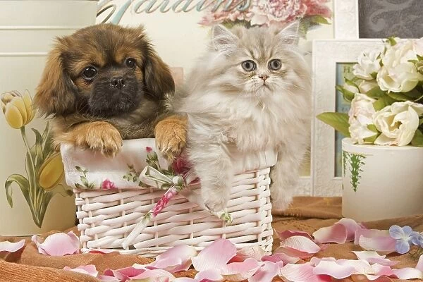 Persian Cat with Tibetan Terrier puppy