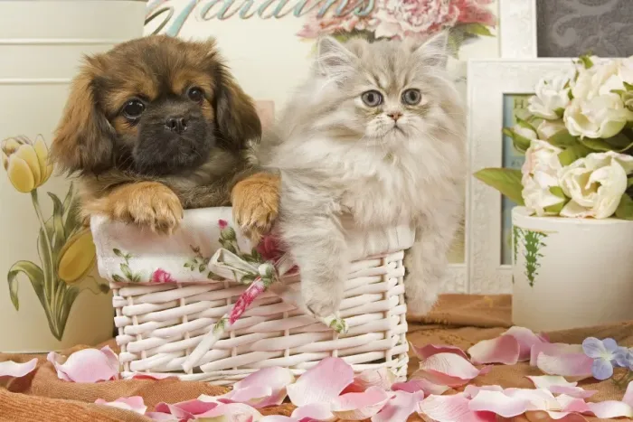 Framed Print : Persian Cat with Tibetan Terrier puppy Framed Print : Persian Cat with Tibetan Terrier puppy