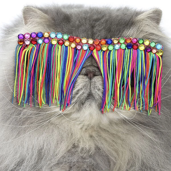 Persian Cat wearing tassel sunglasses