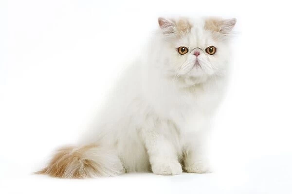 Persian Cream and White Van Cat