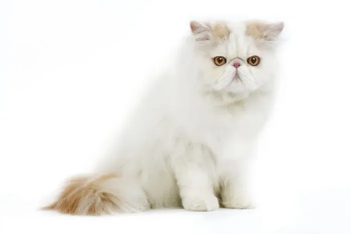 Framed Print : Persian Cream and White Van Cat Framed Print : Persian Cream and White Van Cat