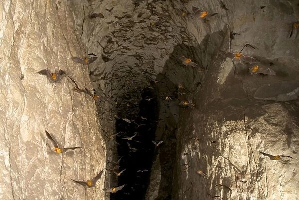 Persian Leaf Nosed Bats - in flight in cave - Pugu Hill - Tanzania - Africa