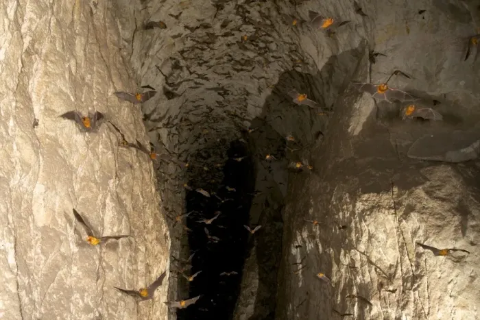 Framed Print : Persian Leaf Nosed Bats - in flight in cave - Pugu Hill - Tanzania - Africa Framed Print : Persian Leaf Nosed Bats - in flight in cave - Pugu Hill - Tanzania - Africa