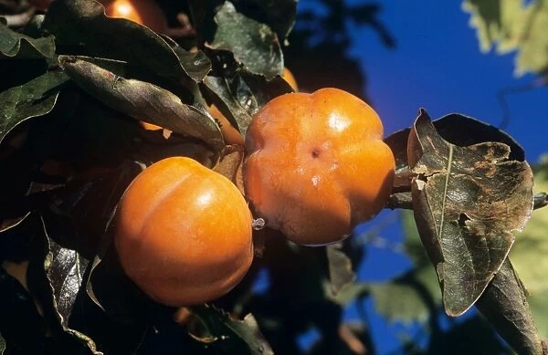 Persimmons  /  Sharon Fruit - ripe fruit